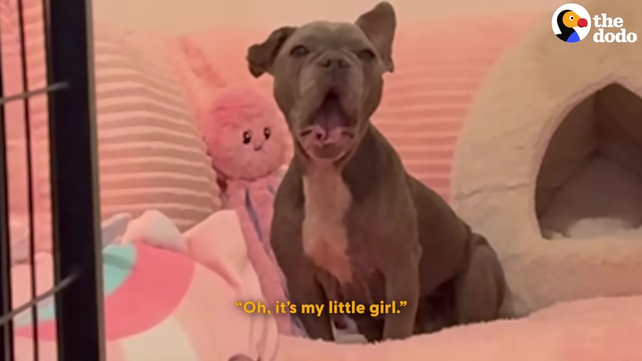 A small grey dog sits yawning in a cozy pink-themed space filled with pink pillows and a plush toy.