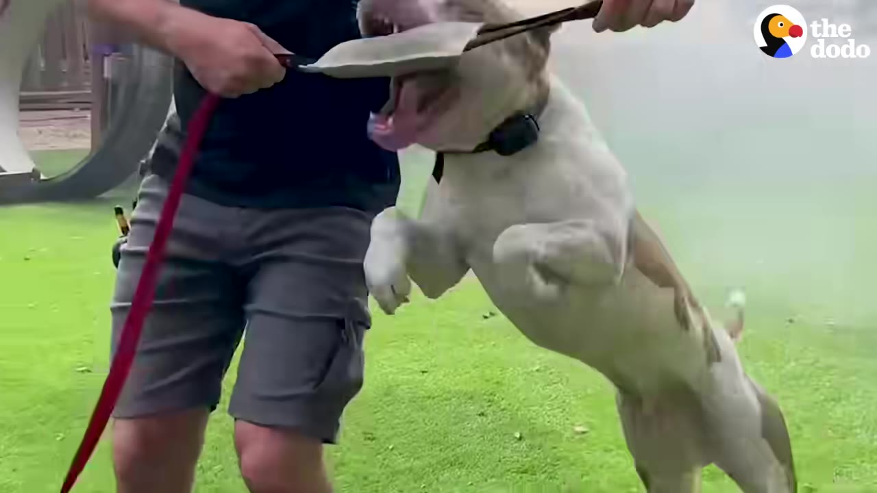 A tan and white dog jumping excitedly in the air while playing tug-of-war with a person on a grassy lawn.
