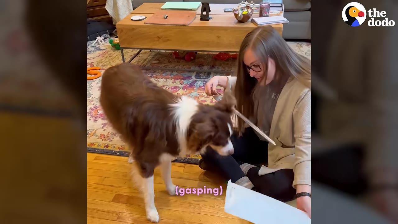 A brown and white dog stands on a wooden floor looking eagerly at a woman sitting on the floor who is holding a toy sword she just unboxed.
