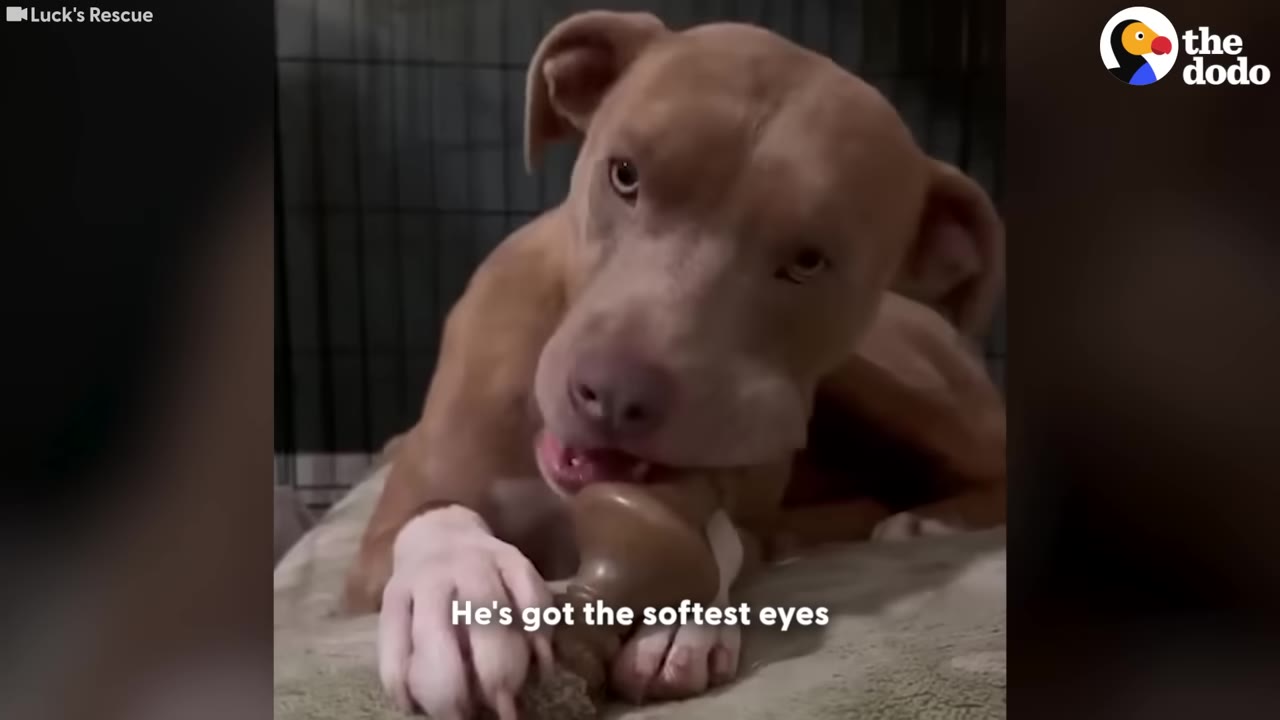 A close-up of a light brown dog chewing on a toy while looking directly at the camera with soft, gentle eyes.