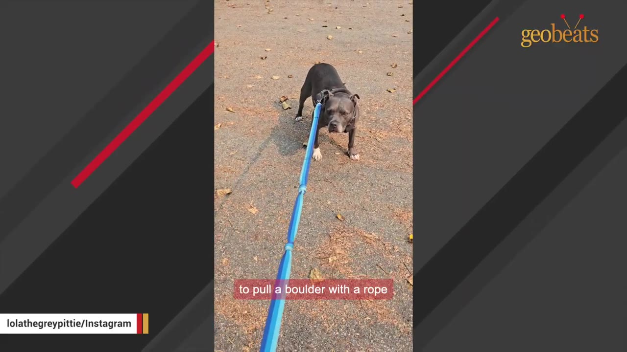 A grey pit bull wearing a harness stands stubbornly on a paved path, pulling back against a blue leash.