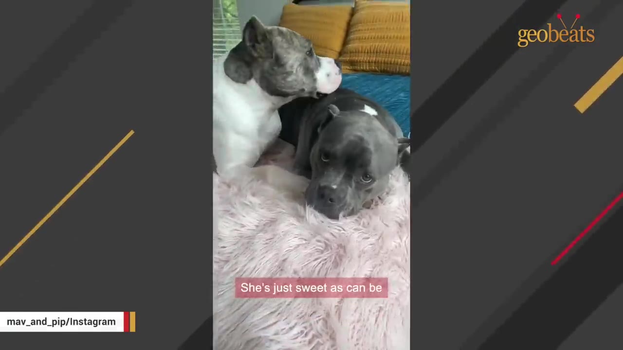 A brindle and white dog sits next to a grey pit bull lying on a pink fluffy blanket.