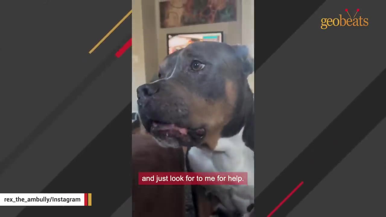A close-up of a grey and white American Bully dog looking up with wide, pleading eyes inside a home.
