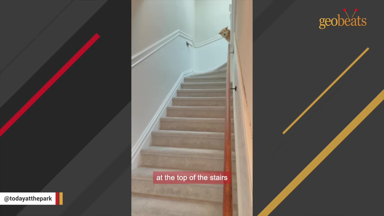 A tan dog peeks its head out from the top of a carpeted staircase with white walls and a wooden handrail.