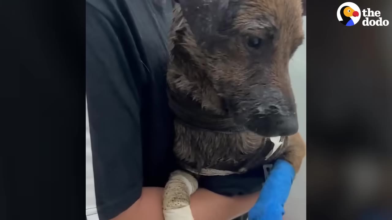 A brown dog with bandages on both front legs is being held by a person wearing a black shirt.