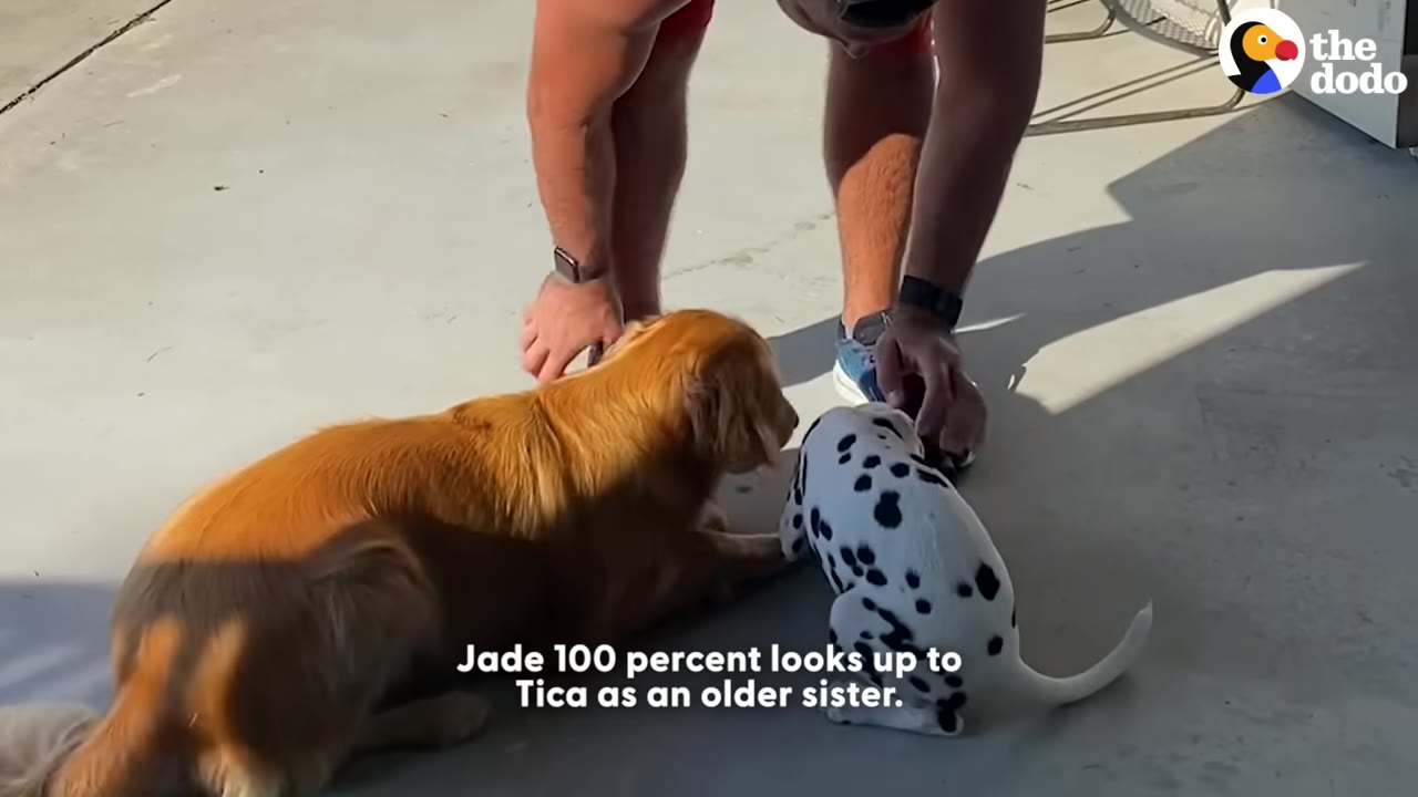 A golden retriever lies down on a concrete patio while a small Dalmatian puppy sits next to her, copying her behavior, as a person stands nearby.
