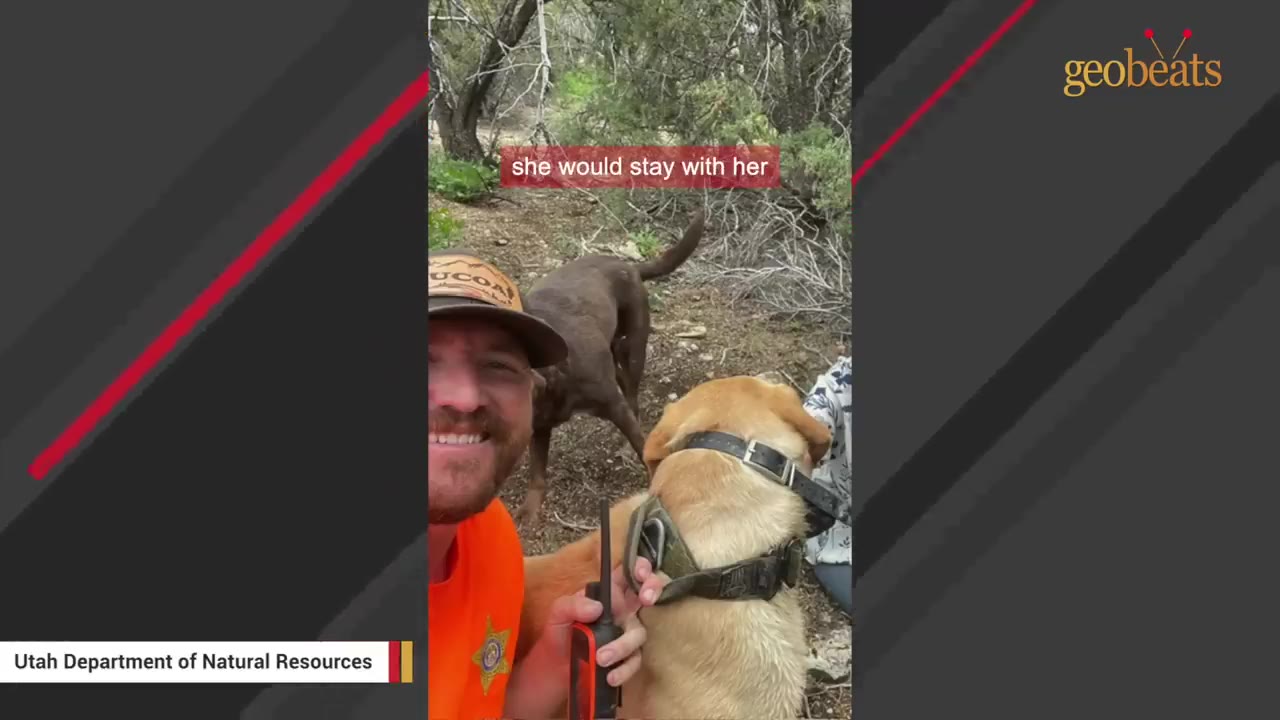 A rescuer in an orange shirt and cap takes a selfie in a wooded area with a yellow dog wearing a collar in the foreground and a brown dog in the background.