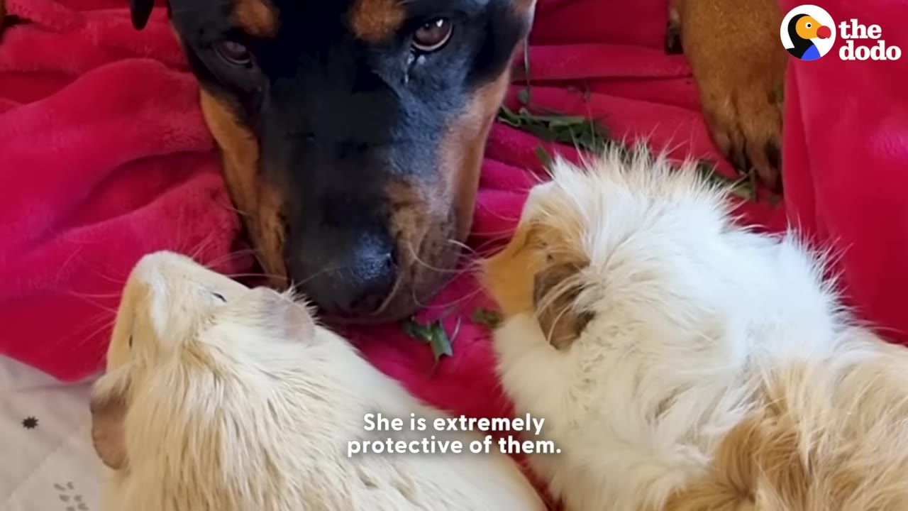 A close-up of a Rottweiler looking gently at two fluffy guinea pigs resting on a pink blanket.