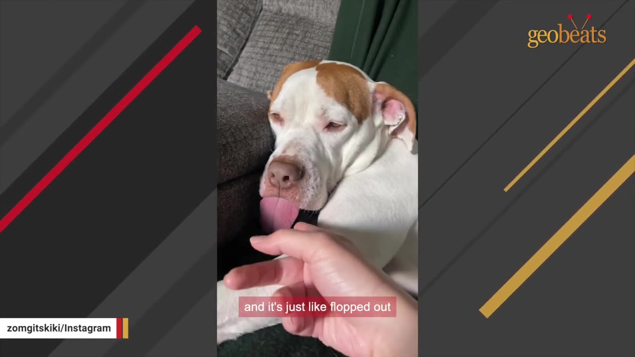 A white and brown dog lying down with its eyes closed and its pink tongue flopped out, as a person's hand gently touches its paw.