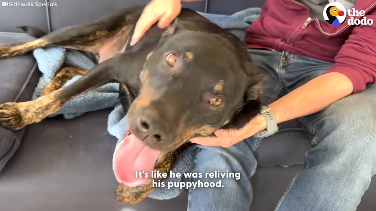 A black and tan dog lies happily on a couch, panting with his tongue out, while being petted by a person.