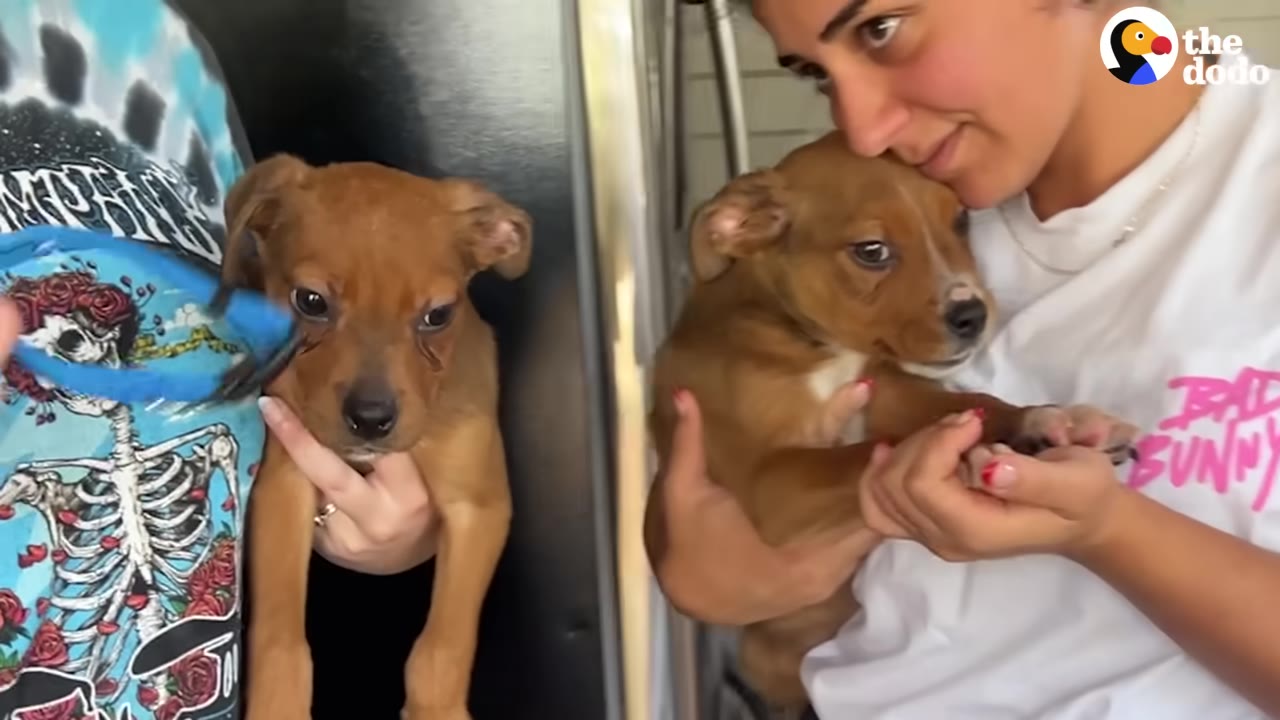 Two small brown puppies are held side-by-side by two people, with one person leaning her face gently against the puppy on the right.