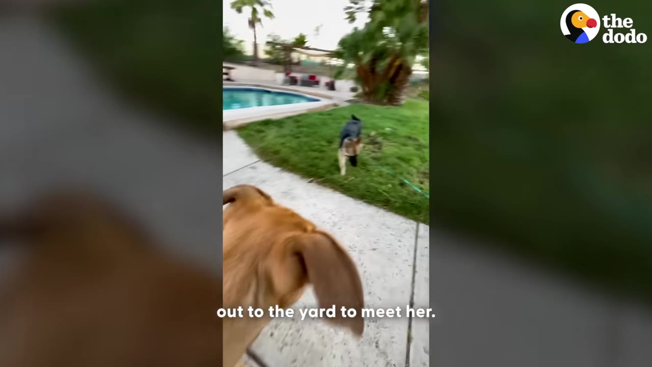 A brown dog walks along a concrete path towards a black and tan dog lying on the grass near a swimming pool.