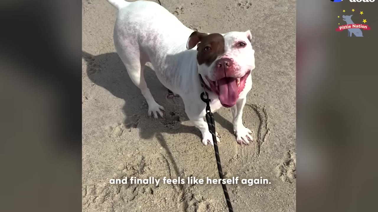 A white dog with a brown patch over her left eye stands on a sandy beach, looking up at the camera with a wide, happy smile and her tongue out.