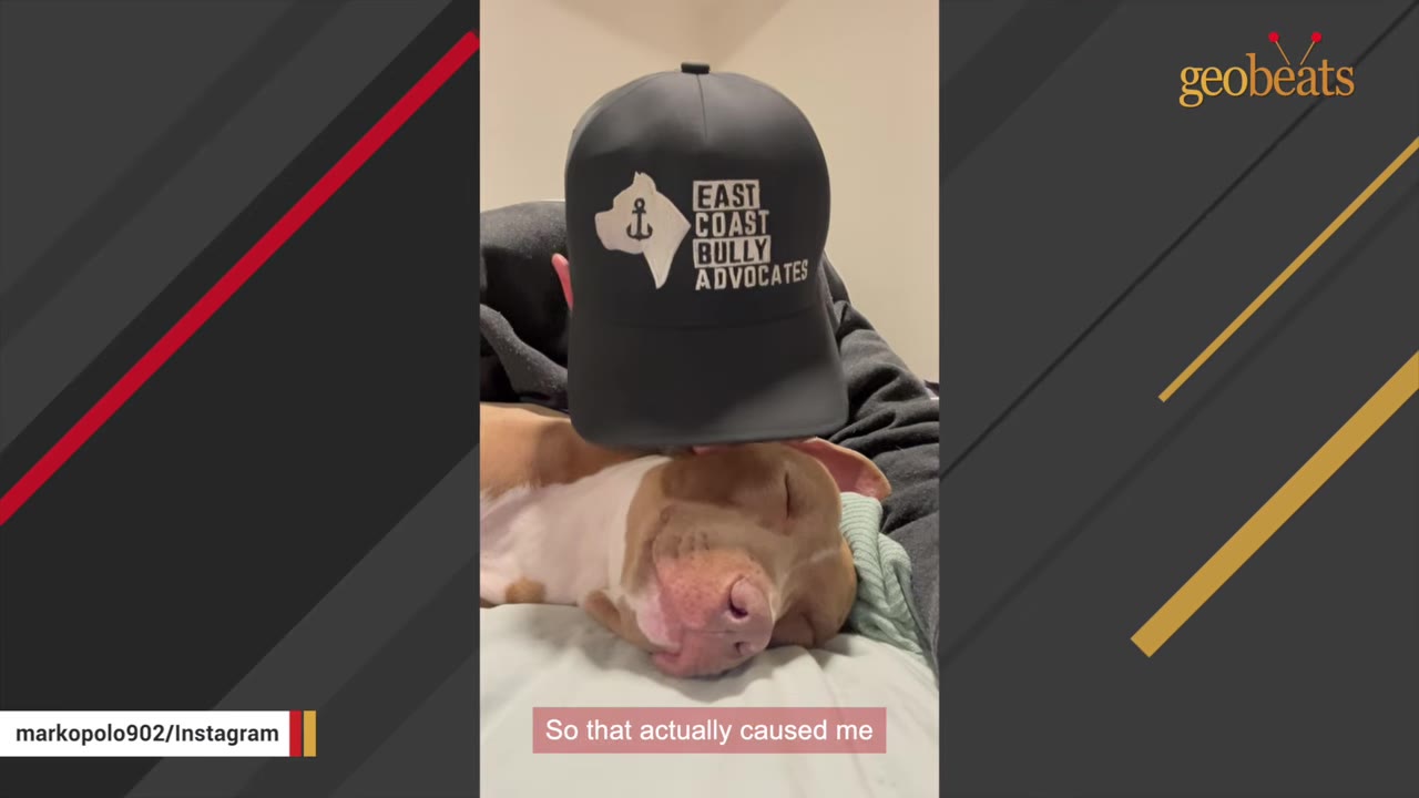 A person wearing a black cap with 'EAST COAST BULLY ADVOCATES' printed on it rests their head against a sleeping light brown and white dog.