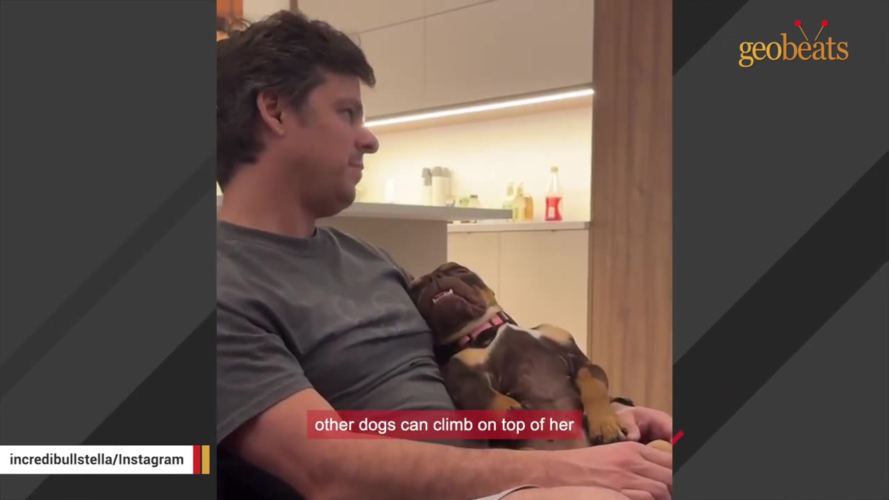 A small brown and tan dog sleeps soundly on a man's lap, with its head tilted back.