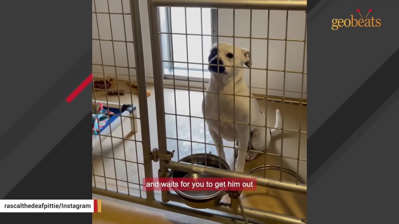 A white dog with black patches sits behind the metal bars of a shelter kennel, looking up with a hopeful expression.