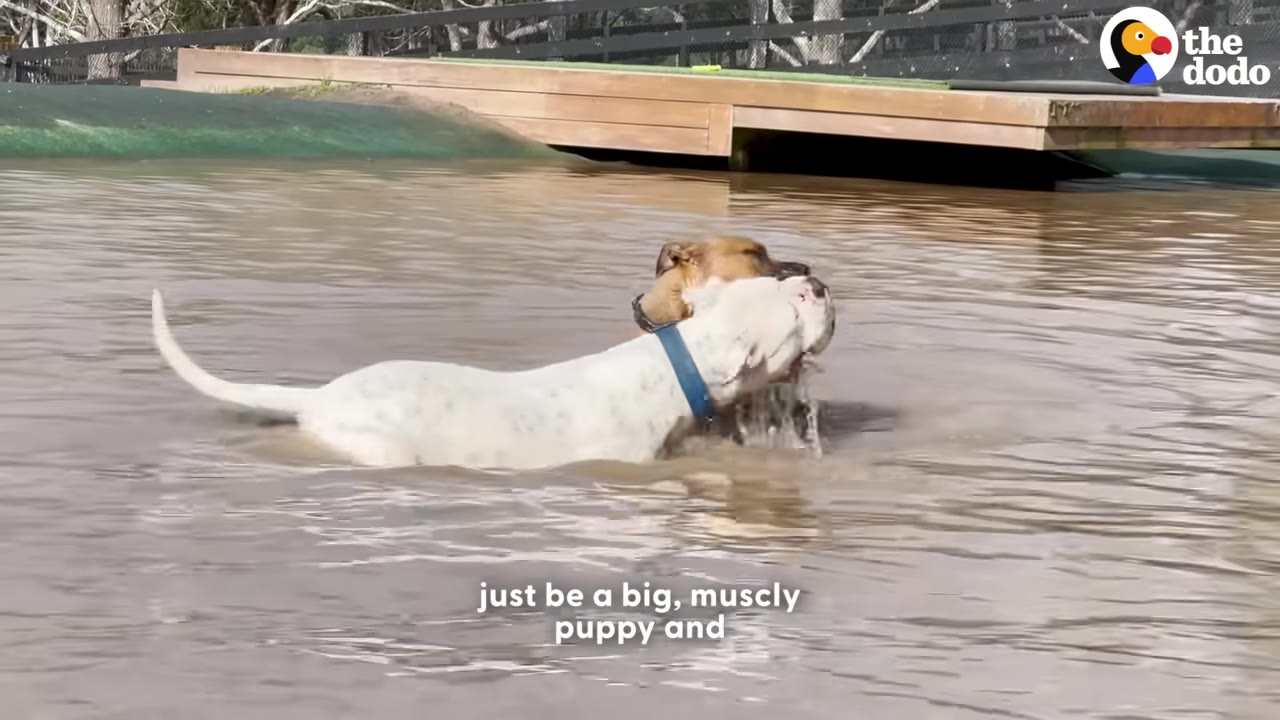 A white dog wearing a blue collar plays in a muddy pond with a brown dog.