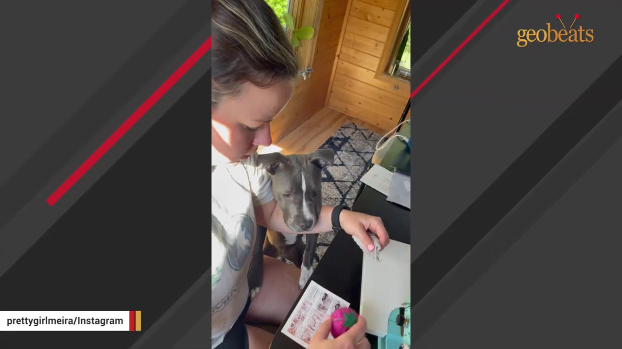 A grey and white dog sits closely next to a woman at a table as she works on a sewing project.