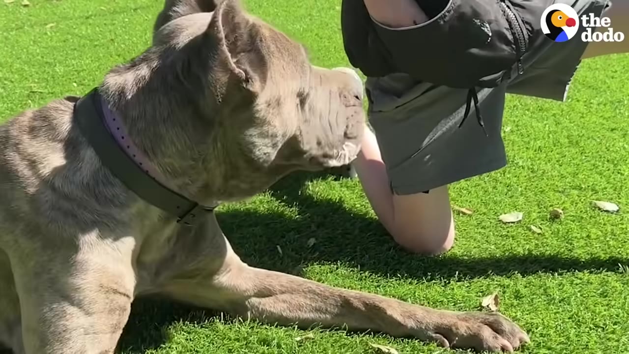 A large, grey Cane Corso dog with a collar lies on green grass, looking towards a person kneeling beside her.