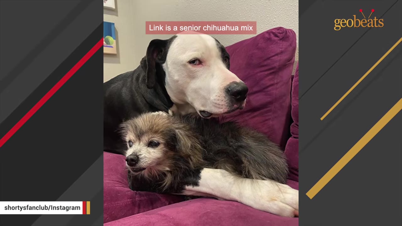 A small, senior long-haired Chihuahua mix dog rests on a purple couch next to a larger black and white dog.