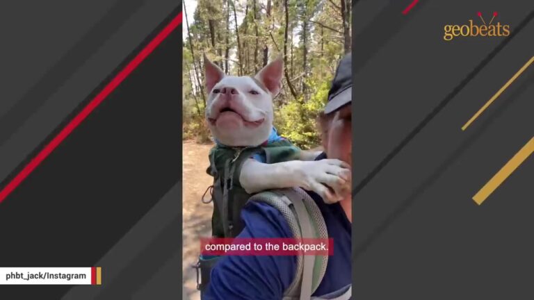 Special-Needs Puppy Was Left With Nothing But A Cardboard Box In A Pennsylvania Parking Lot