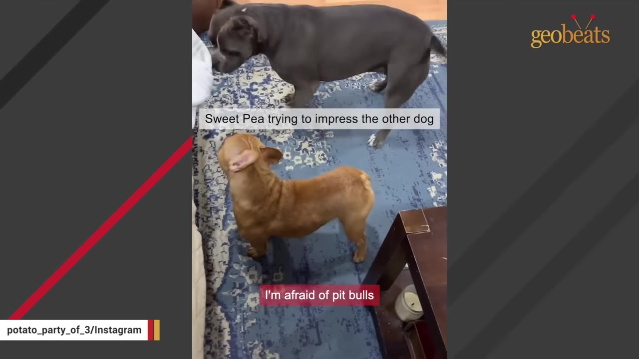 A grey pit bull stands near a small brown French bulldog on a blue patterned rug, with text overlays reading 'Sweet Pea trying to impress the other dog' and 'I'm afraid of pit bulls'.