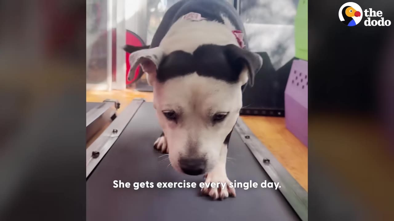A black and white dog walking on a treadmill with the text 'She gets exercise every single day' overlaid.