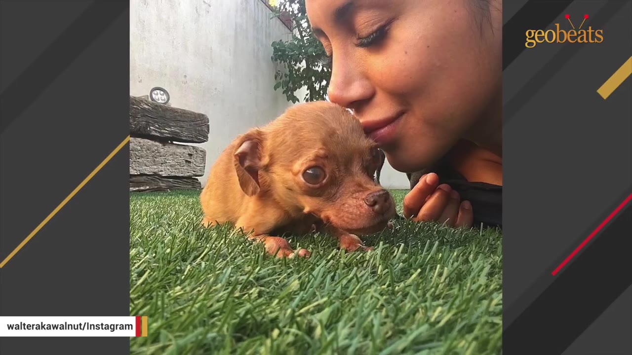 A woman gently presses her forehead against a small, brown chihuahua resting on green grass.
