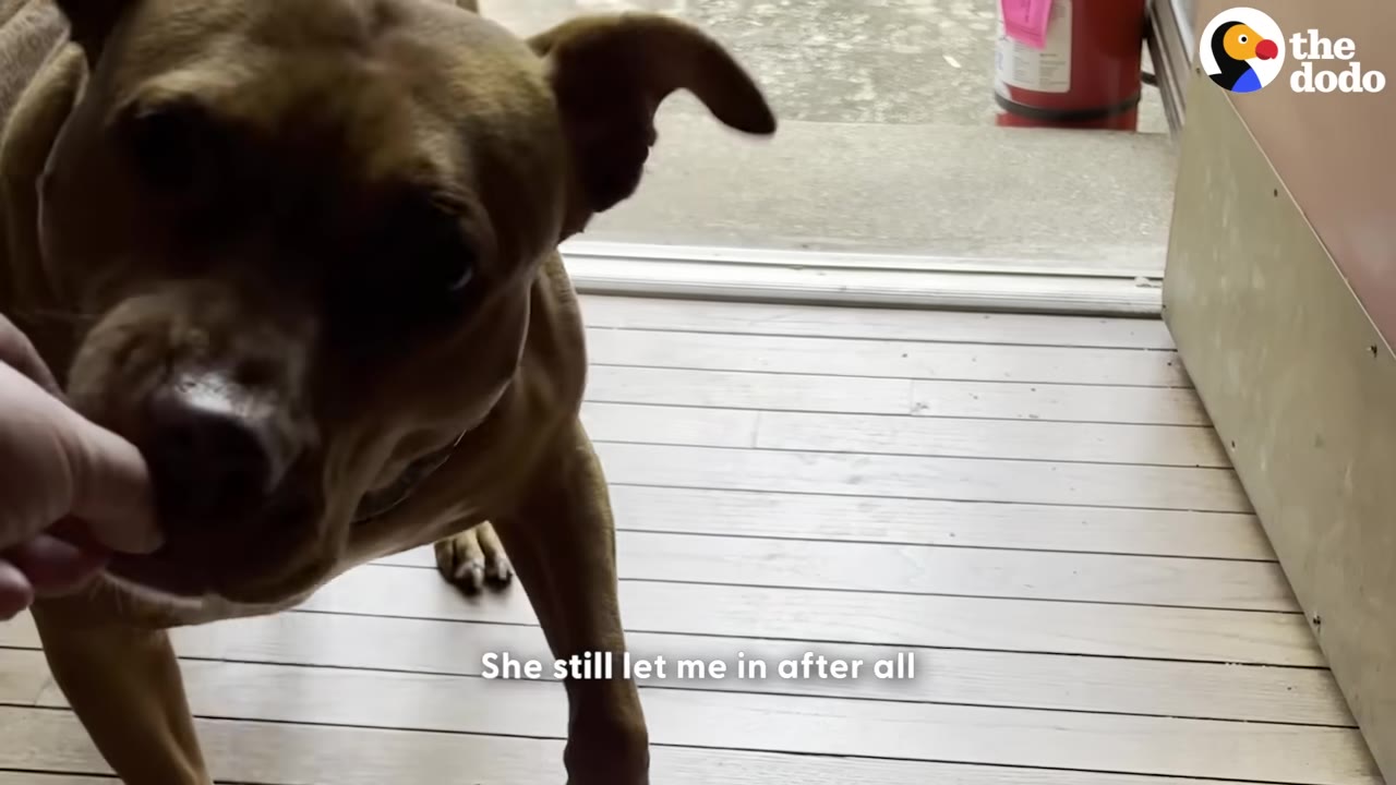 A brown dog steps inside a house onto a wooden floor, reaching its nose toward a person's hand near the open doorway.