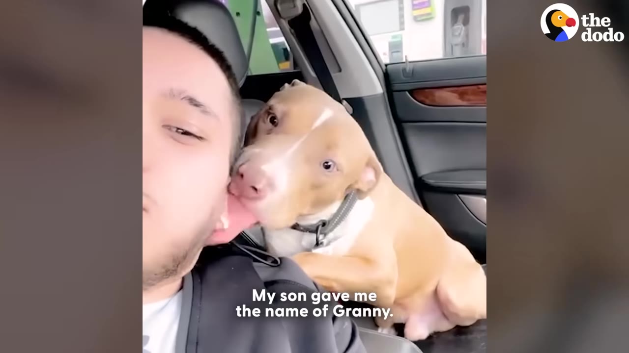 A young man sitting in a car smiles as a tan and white pit bull puppy licks his cheek.