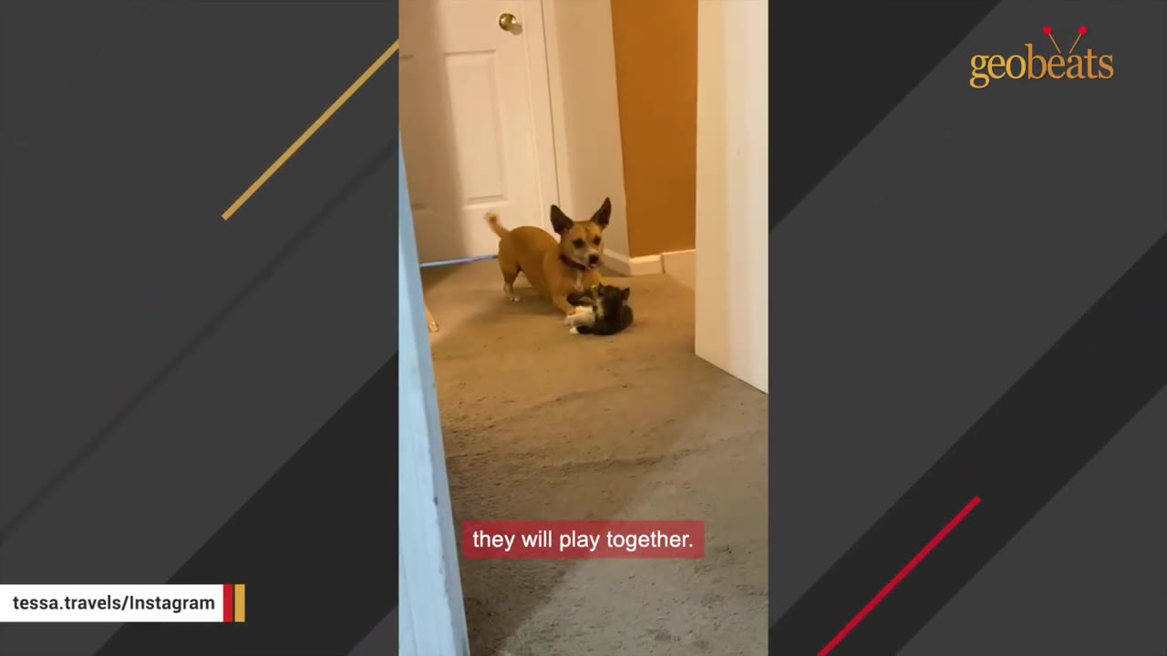 A small brown dog playfully bows down to interact with a tiny calico kitten on a carpeted floor.