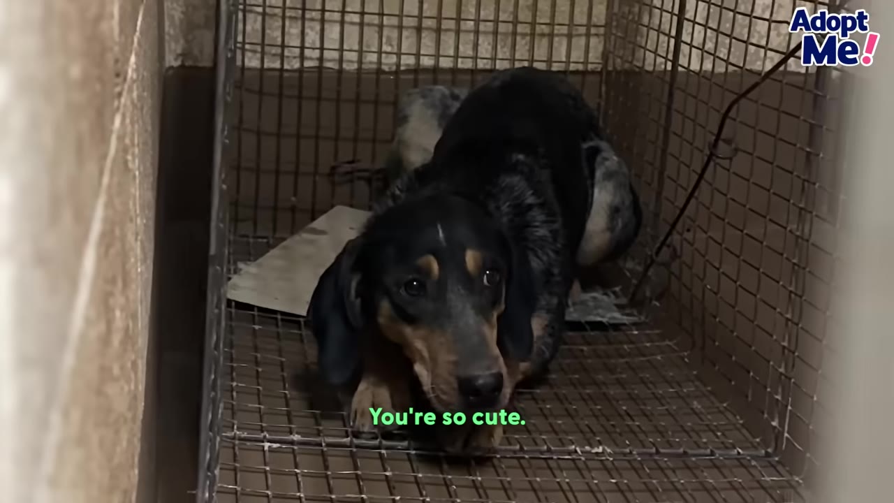 A black and tan dog with floppy ears looking scared inside a wire cage trap.
