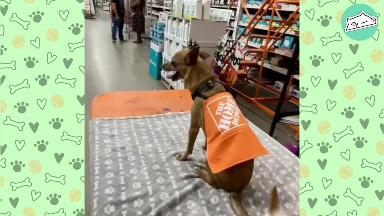 A small brown dog wearing an orange Home Depot apron sits on a grey blanket inside a shopping cart in a store aisle.