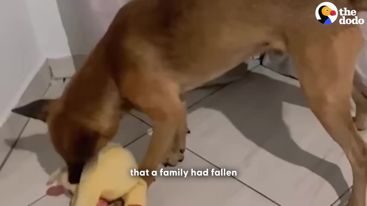 A brown dog stands on a tiled floor, playing with a yellow plush toy.