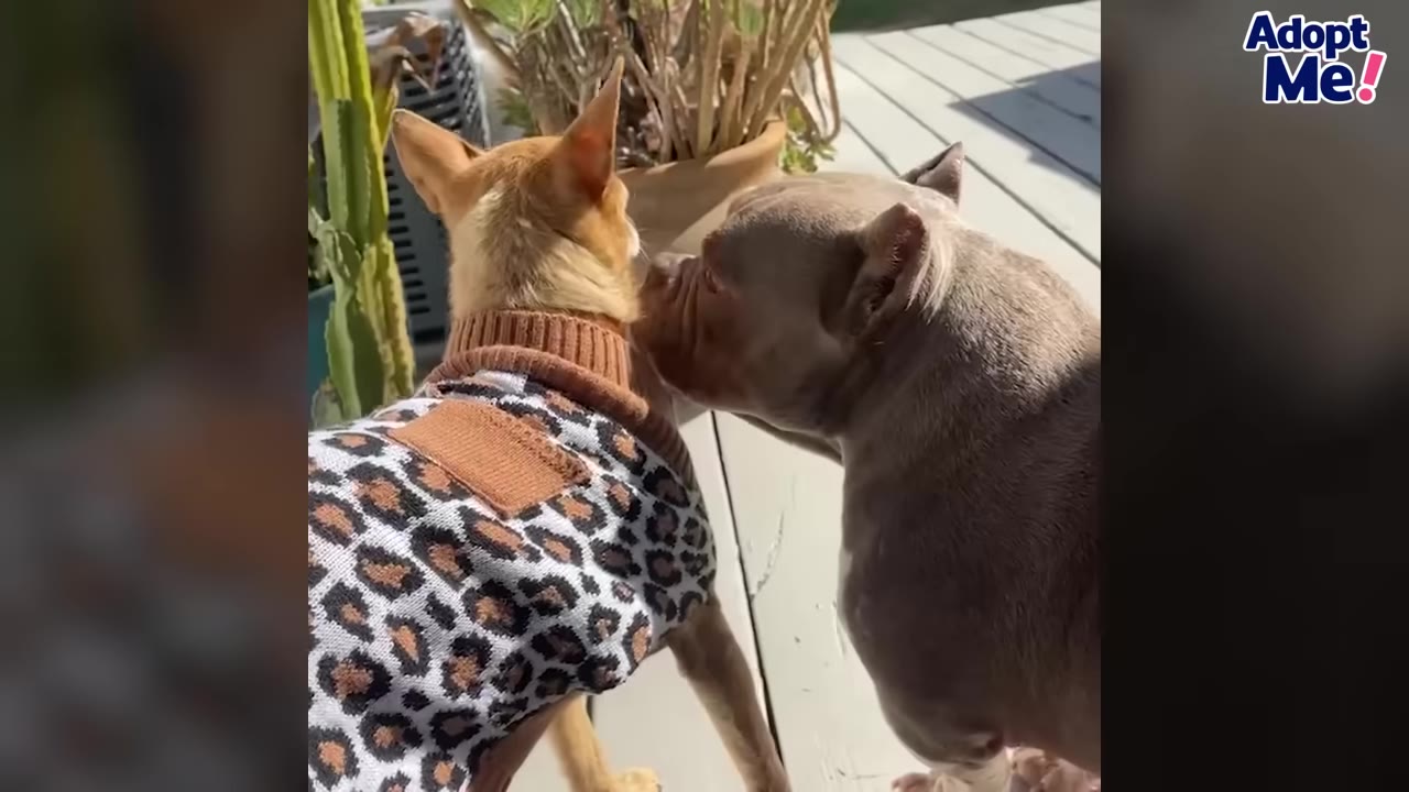 A brown pit bull gently sniffs a small chihuahua wearing a leopard-print sweater on an outdoor deck.