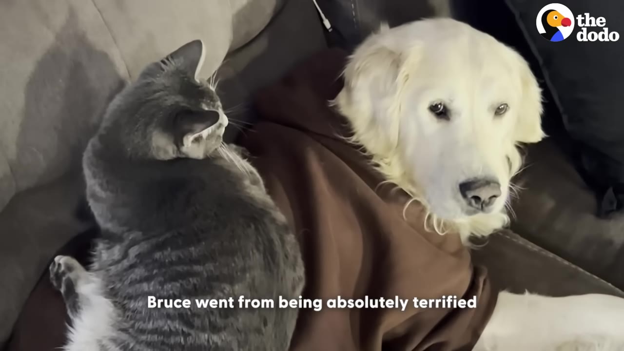 A light golden retriever lies on a couch next to a grey tabby cat.