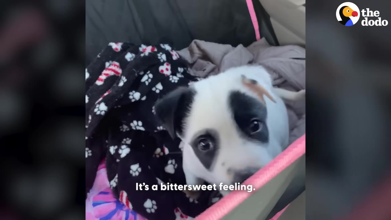 A close-up of a white puppy with black patches around its eyes, looking up from a car seat with a black and white paw-print blanket.