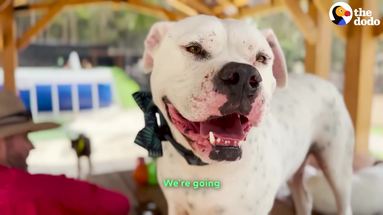 A close-up shot of a white dog with black spots wearing a dark bow tie, looking happy with its mouth open.