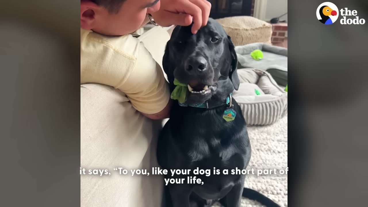 A black Labrador retriever named Morrie sits next to a person who gently pets his head while he holds a green toy in his mouth.
