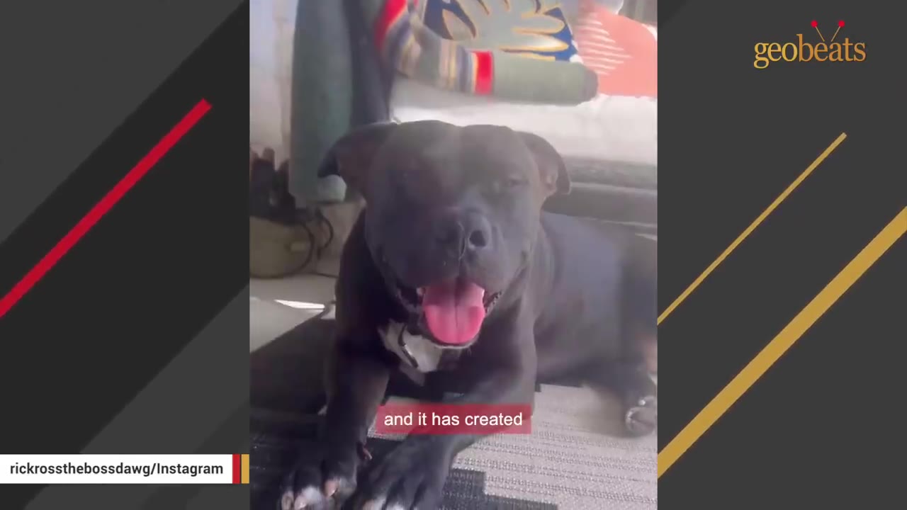 A happy black dog with a white chest patch lies down indoors, looking directly at the camera with its tongue out.