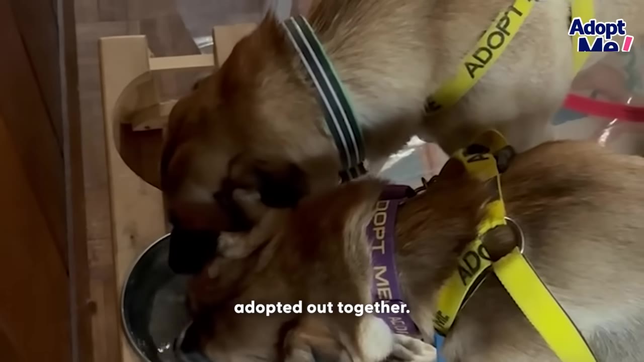 Two brown dogs wearing yellow 'Adopt Me' harnesses eat together from a metal bowl.