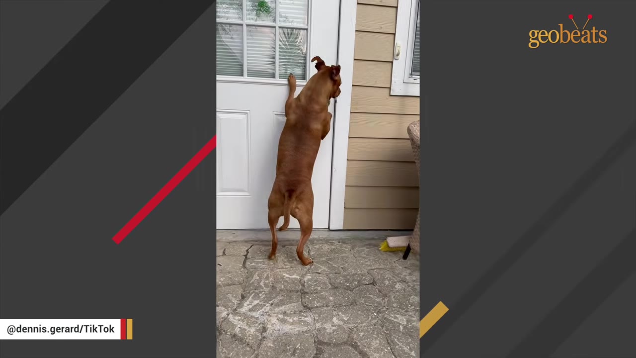 A brown dog stands on its hind legs on a stone patio, reaching up towards the handle of a white door.