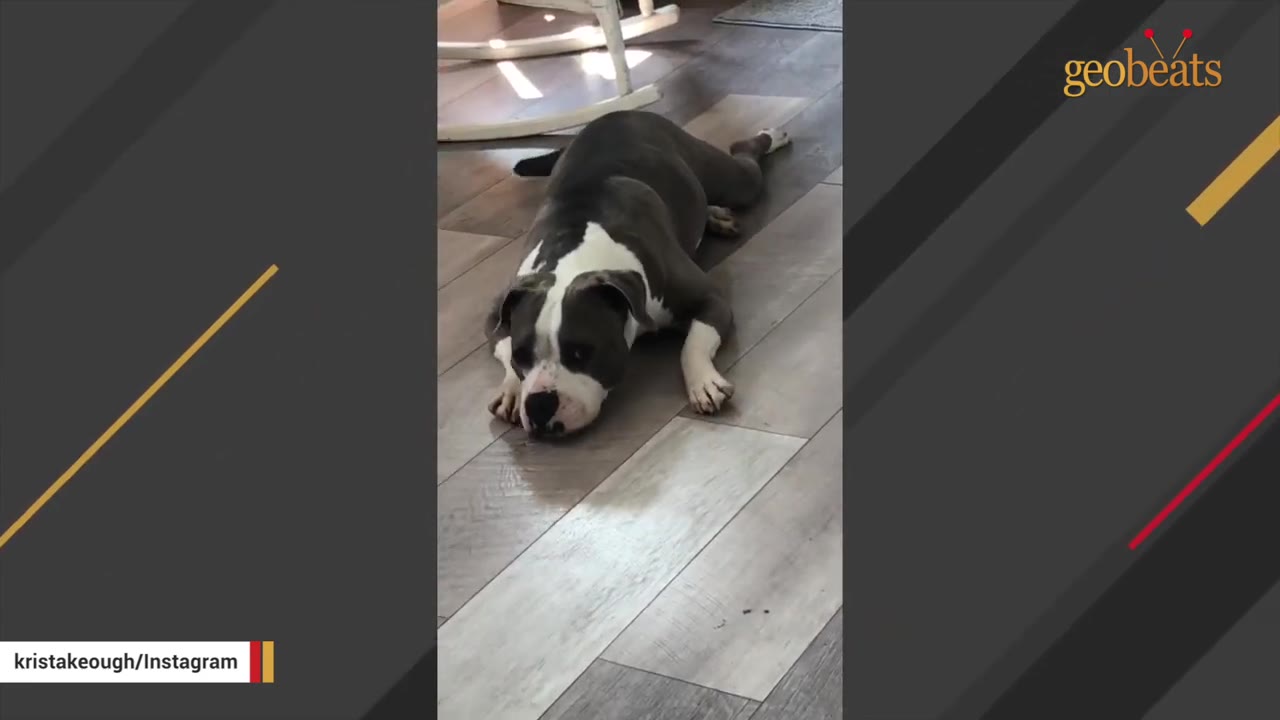 A grey and white dog lying flat on a wooden floor, looking forward with a gentle expression.