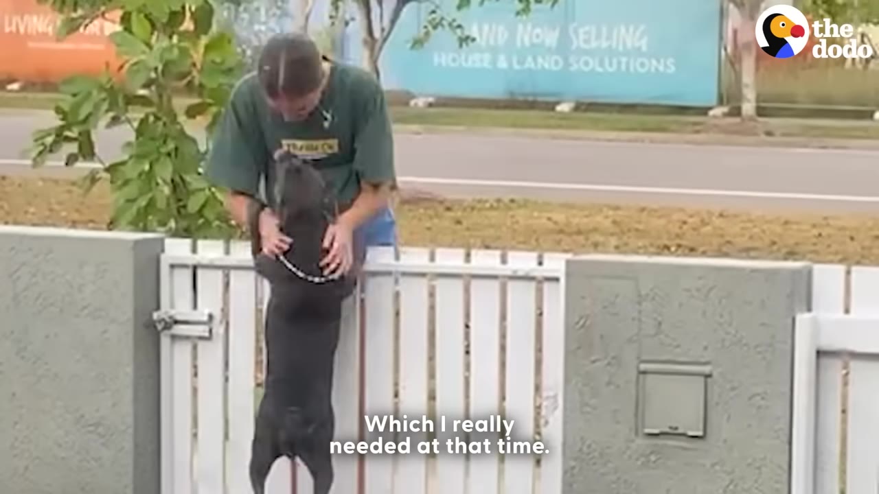 A grey dog stands on its hind legs to greet a person leaning over a white fence.