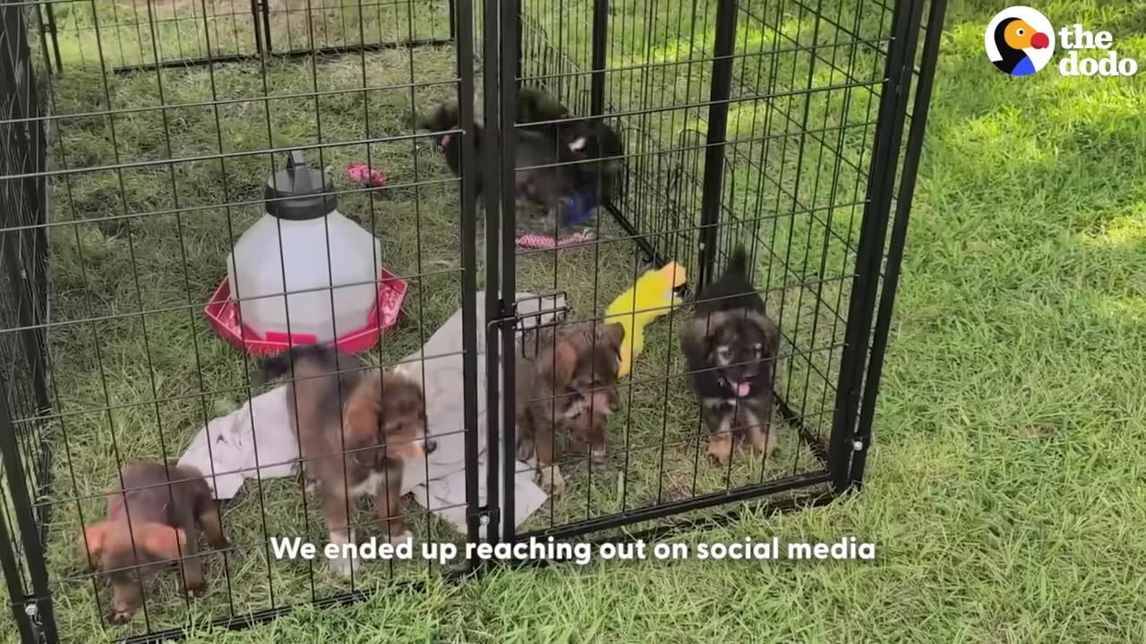 Several small brown and black puppies inside a black wire playpen on a grassy lawn, with a white water dispenser and a yellow toy visible.