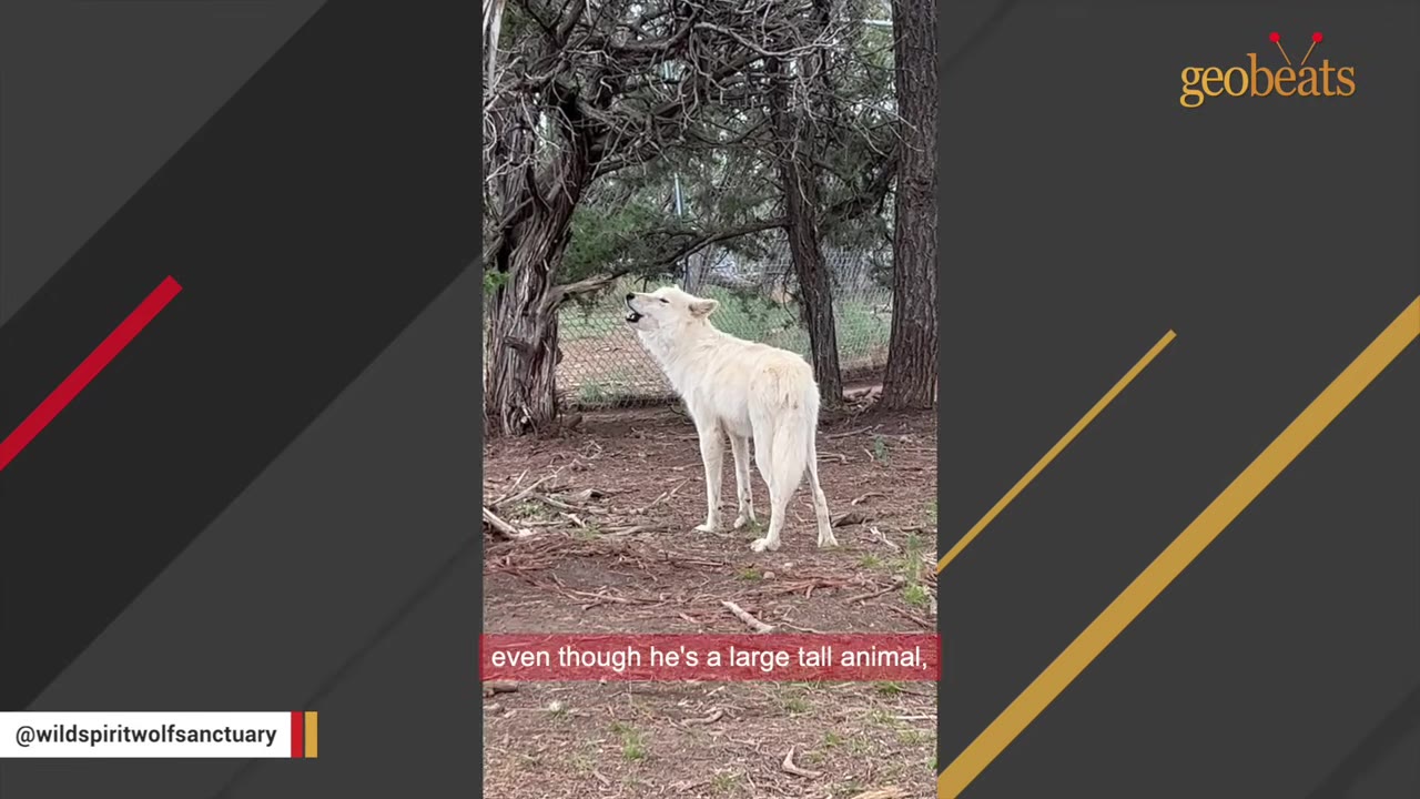 A white wolf stands in a wooded enclosure at a sanctuary, tilting its head up to howl.