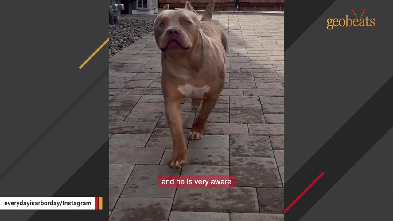 A close-up shot of Arbor, a brown and white pit bull mix, walking forward on a brick-paved patio with an attentive expression.