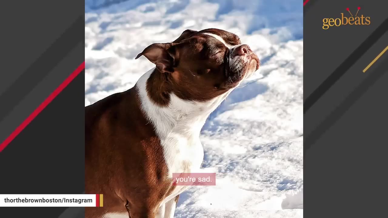 A brown and white Boston Terrier stands in the snow with its eyes closed and head tilted upward, appearing to express a deep emotion.