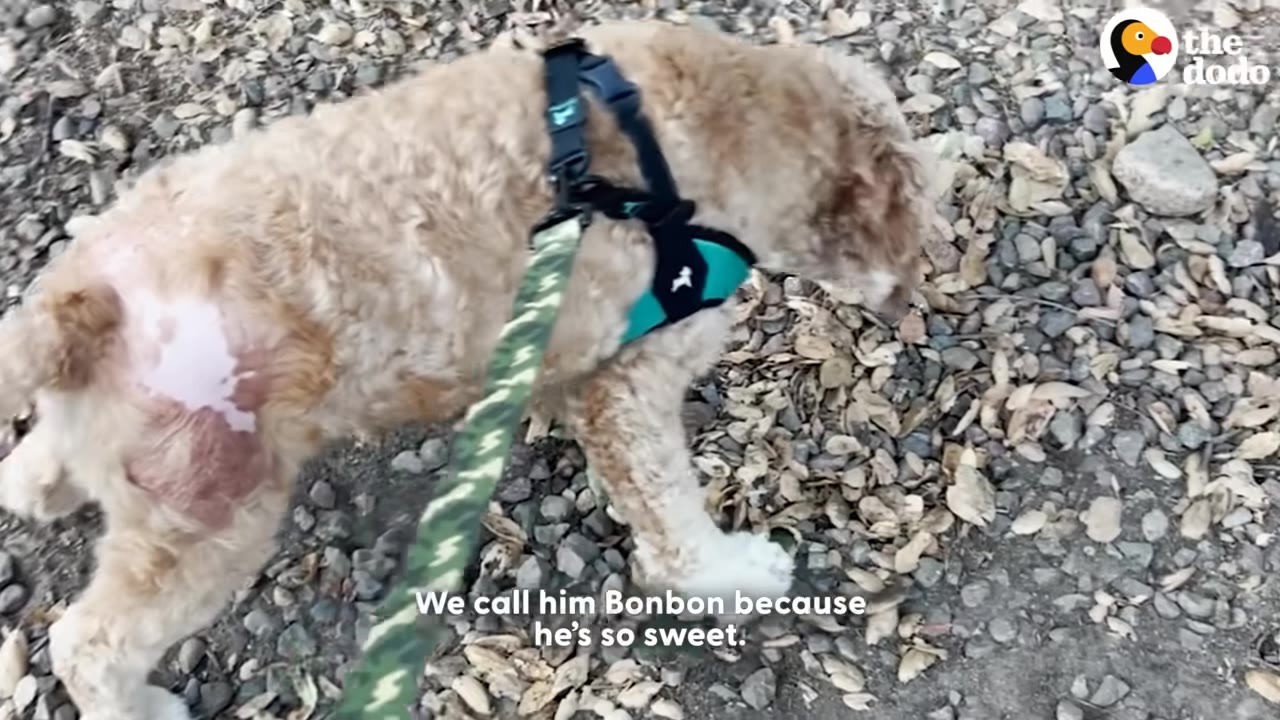 A light brown curly-haired dog wearing a teal harness walks on a leash over a ground covered in dry leaves and gravel.
