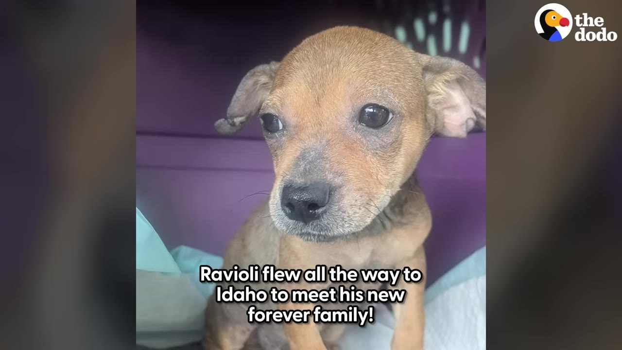 A close-up of a small, light brown puppy named Ravioli sitting inside a carrier, looking healthy and alert.